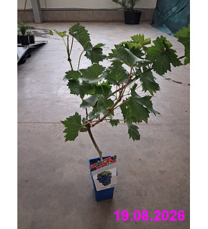 Vitis vinifera 'Black Magic' RP 1,6 L